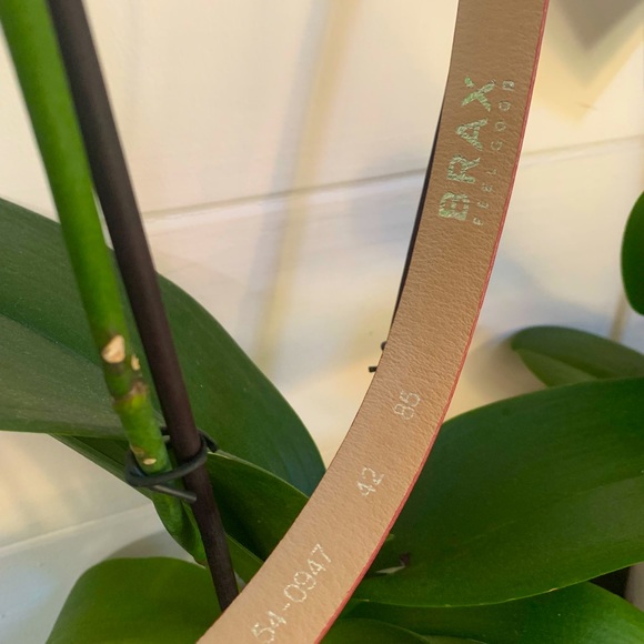 Brax red belt - Picture 4 of 7